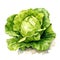 Vegetables_Lettuce_Watercolor_on_White2