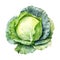 Vegetables_Lettuce_Watercolor_on_White3