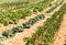 Vegetables line in orchard at La Foresta Franciscan monastery, R