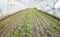 Vegetables in an organic greenhouse plantation