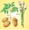 Vegetables potato asparagus vector