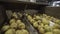 Vegetables potatoes on a sorting belt in a large factory conveyor the harvest