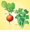 Vegetables radish celery vector