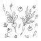 Vegetables set hand drawn black line. Beet, carrot, tomatoes, flowers, insects, plants