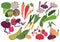 Vegetables Set, Healthy Nutrition Food, Carrot, Onion, Garlic, Cucumber, Cabbage, Tomato, Broccoli, Beet, Radish