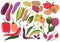 Vegetables Set, Healthy Nutrition Food, Carrot, Potato, Pepper, Radish, Eggplant, Corn, Pumpkin, Artichoke Vector