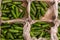 Vegetables on store shelves. cardboard box green cucumber in the market