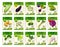 Vegetables vector price cards or tags set