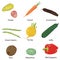 Vegetables on a white background