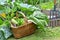 Vegetables in a wicker basket harvesting in garden