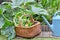 Vegetables in a wicker basket harvesting in garden next to a watering can