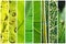 Vegetal green gradation collage