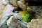 Vegetal moss growing in between rocks