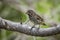 Vegetarian finch perched on thick tree branch