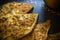 Vegetarian food - celery tuber slices fried in batter in a ceramic plate on a wooden table, close up