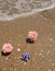 Vegetarian food by the ocean. Picnic. Fruits on a white plate near the water.