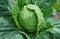 Vegetarian healthy fresh cabbage nature ingredient lettuce natural head salad growth lettuce vegetable farm leaves raw vegetables