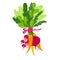 Vegetarian illustration of beets,  carrots and greens isolated on the white background. Vegetable bouquet. Bright design for eco c