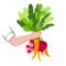 Vegetarian illustration of beets, carrots and greens isolated on the white background. Vegetable bouquet. Bright eco design