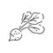 Vegetarian, vegetable, veggies - minimal thin line icon. Simple vector icon as tomato, cucumber, kohlrabi, cauliflower, pattypan