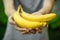 Vegetarians and fresh fruit and vegetables on the nature of the theme: human hand holding a bunch of bananas on a background of gr