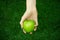 Vegetarians and fresh fruit and vegetables on the nature of the theme: human hand holding a green apple on a background of green g