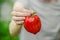 Vegetarians and fresh fruit and vegetables on the nature of the theme: human hand holding a red pepper on a background of green gr