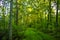 Vegetated path through trees in the forrest