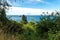 Vegetation along the California coastline near Crescent City California