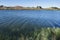 Vegetation along a lake