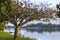 Vegetation along the Tuxpan river featuring a wide branched tree