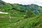 The vegetation of the Alpine meadows of the Caucasus.