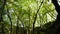 Vegetation and ambience in the area of Butori waterfall and abyss, Sterna - Istria, Croatia