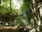 Vegetation and ambience in the area of Butori waterfall and abyss, Sterna - Istria, Croatia