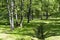 Vegetation with an artificial stream in the garden of Peterhof.