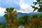 Vegetation and the Blue Mountains of Jamaica