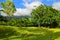 Vegetation and the Blue Mountains of Jamaica