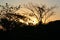 Vegetation of the Brazilian northeast semi-arid illuminated with the warm colors of the sunset