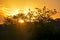 Vegetation of the Brazilian northeast semi-arid illuminated with the warm colors of the sunset