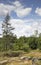 Vegetation on Canadian Shield in Summer in Muskoka