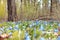 Vegetation carpet of blue snowdrops in forest