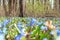 Vegetation carpet of blue snowdrops in forest