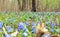 Vegetation carpet of blue snowdrops in forest