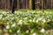 Vegetation carpet of snowdrops in floodplain forest