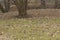 The Vegetation carpet of snowdrops in floodplain forest Galanthus nivalis