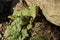 Vegetation clinging to the cliffside