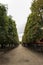 Vegetation Corridor at Park