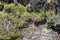 Vegetation covered slope in the Antisana Ecological Reserve, Ecuador