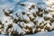 Vegetation covered with the snow