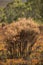 Vegetation damaged by bushfire